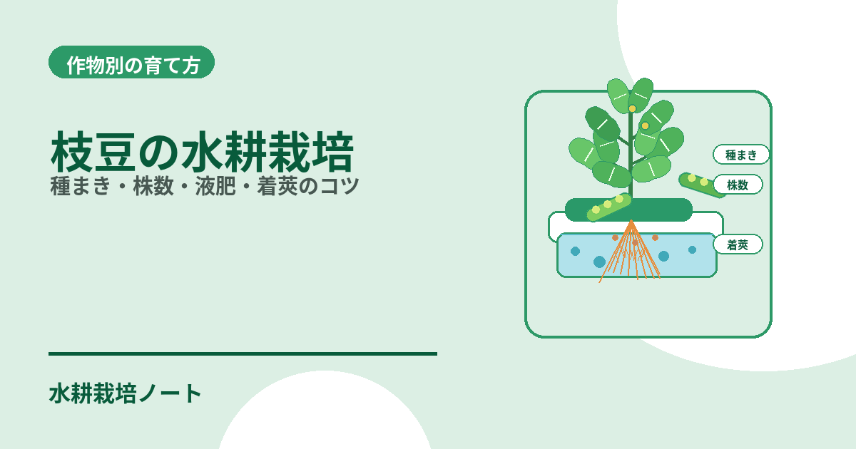 枝豆の水耕栽培を表したアイキャッチ画像。水耕容器で育つ枝豆と、種まき・株数・着莢のポイントをシンプルな図解で示している。