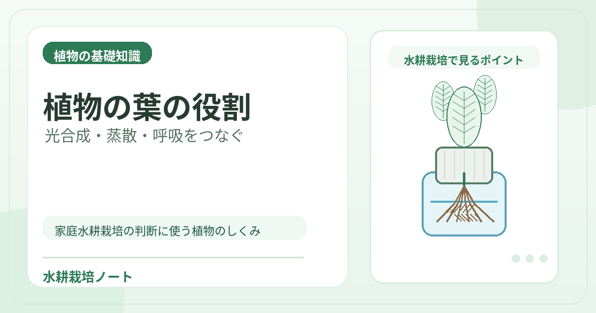 植物の葉の役割のアイキャッチ画像。水耕栽培で役立つ植物の基礎知識を図解。