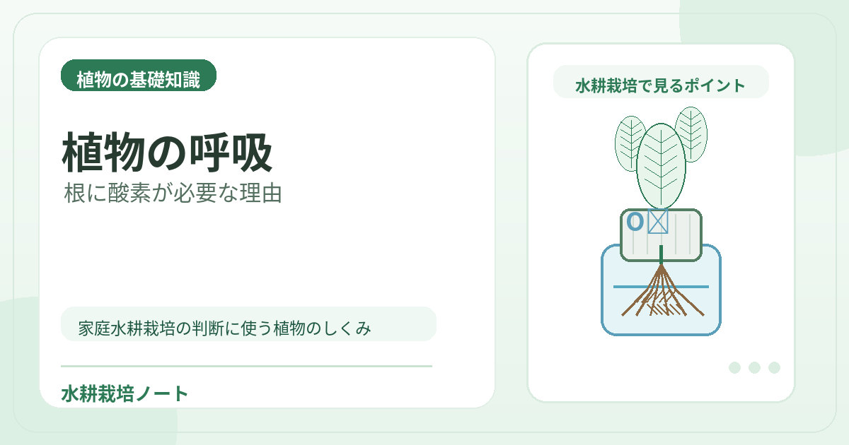 植物の呼吸のアイキャッチ画像。水耕栽培で役立つ植物の基礎知識を図解。