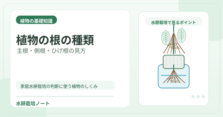 植物の根の種類とは?主根・側根・ひげ根の違いと水耕栽培での見方を解説 | 水耕栽培ノート