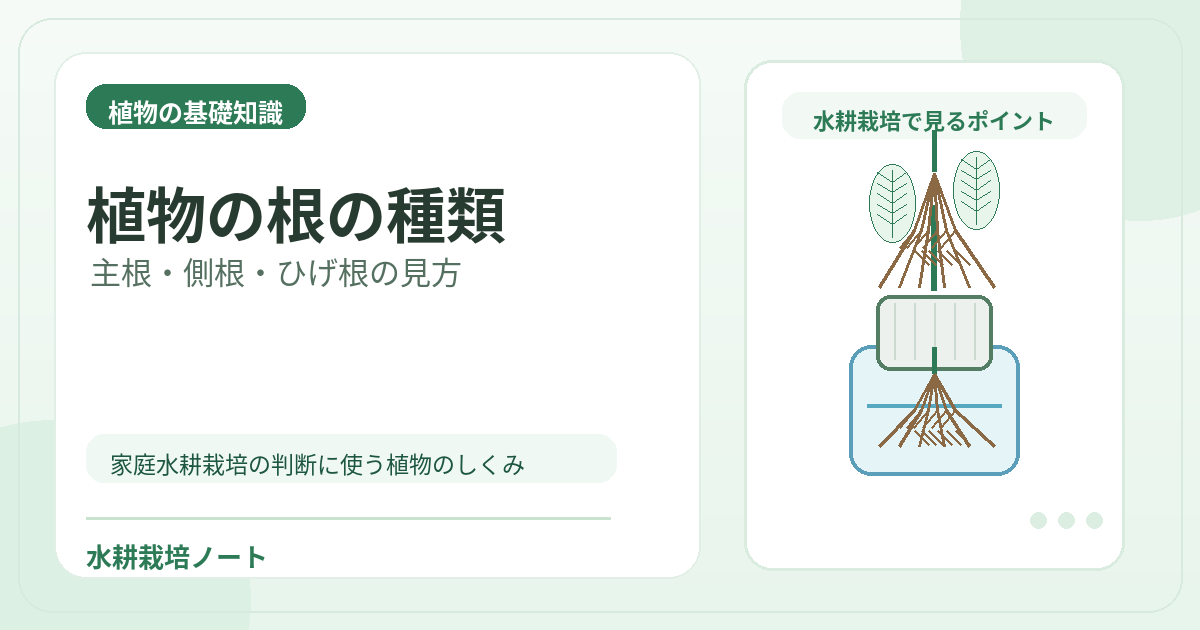 植物の根の種類のアイキャッチ画像。水耕栽培で役立つ植物の基礎知識を図解。
