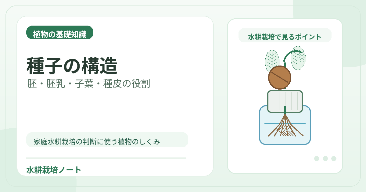 種子の構造のアイキャッチ画像。水耕栽培で役立つ植物の基礎知識を図解。